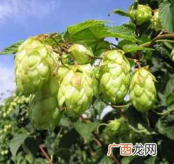 啤酒花酿酒用多久的啤酒花 只用麦芽啤酒花酵母的啤酒