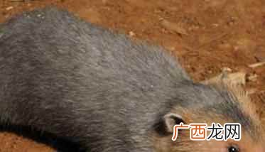 种竹鼠和野生竹鼠有什么区别 竹鼠有哪几种品种