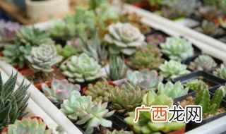 岭南庭院适合种什么花卉 岭南庭院适合种什么花卉和植物