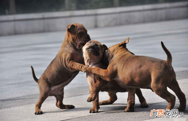 世界十大著名猎犬品种名称及图片 猎犬品种排名