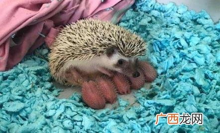 刺猬为什么不能捡回家 路上的刺猬能不能捡回家