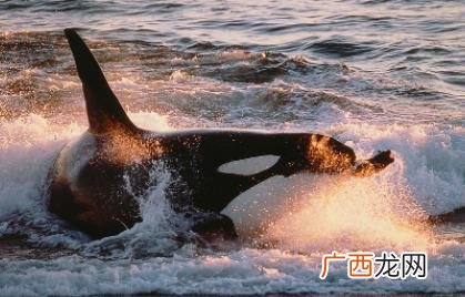 鲸豚搁浅事件 鲸豚搁浅怎么办