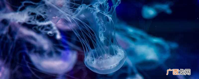 栉水母怎么读 栉水母的特点