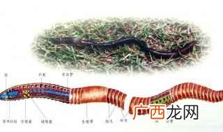 蚯蚓有什么作用? 蚯蚓的用途有哪些？