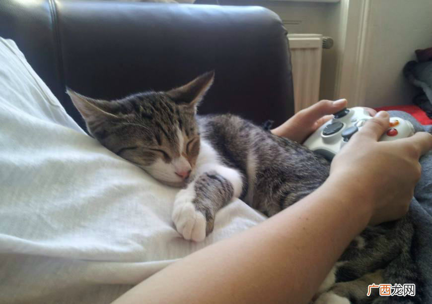 猫咪不同的睡觉位置含义是不一样的 猫睡在头边和脚边的区别
