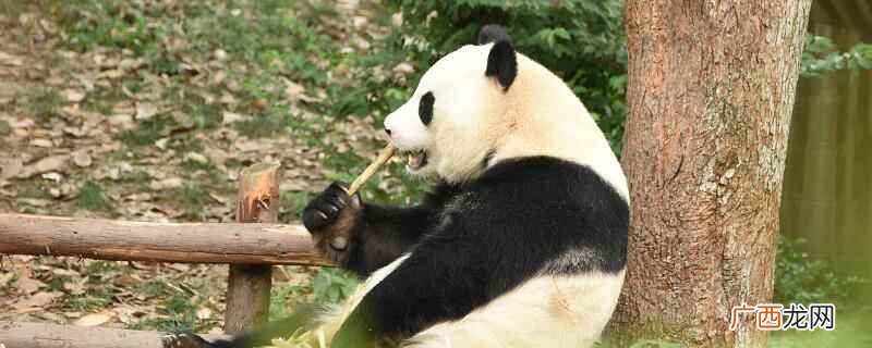 大熊猫每天进食12 大熊猫除了竹子还吃什么