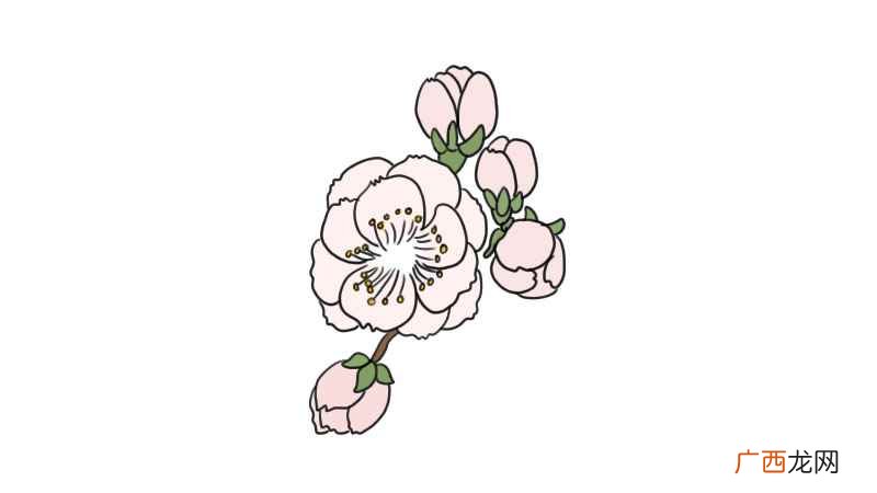 梅花简笔画 梅花怎么画