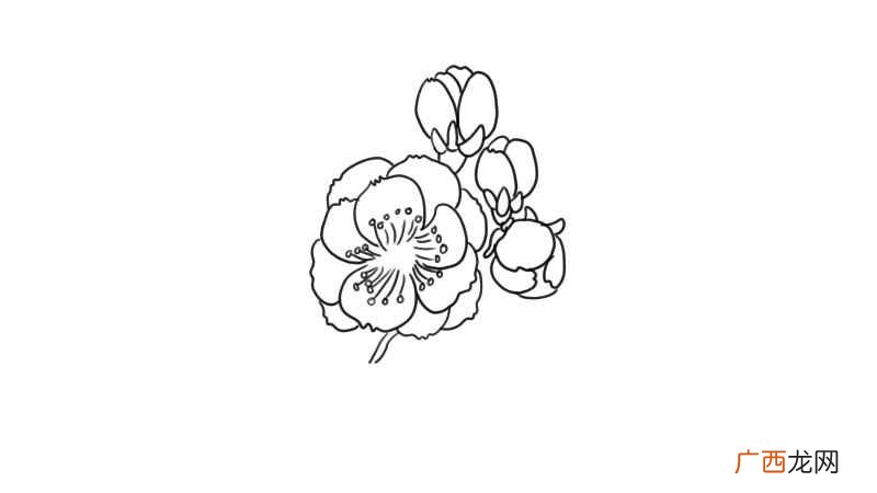 梅花简笔画 梅花怎么画