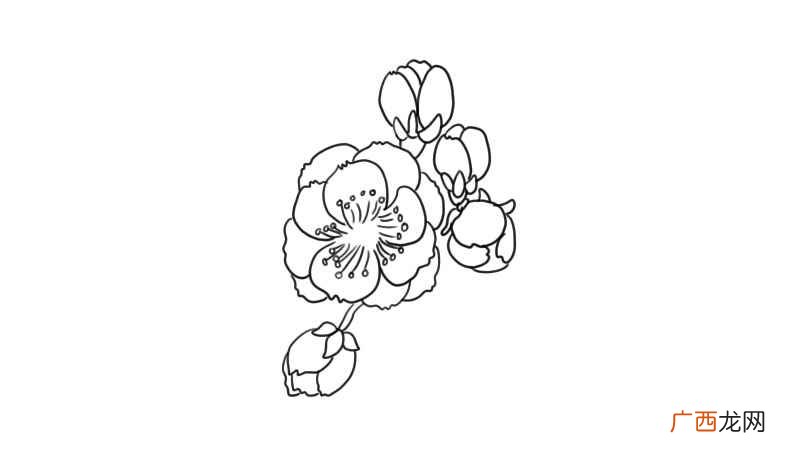 梅花简笔画 梅花怎么画