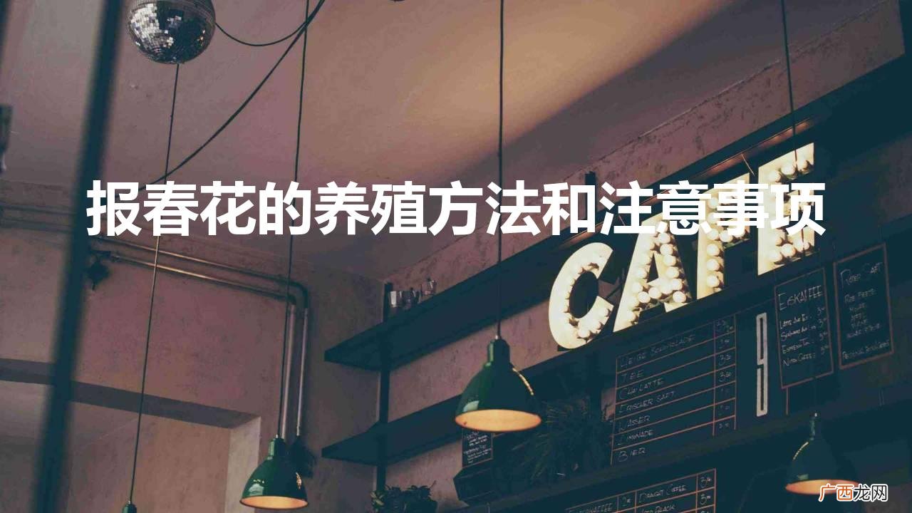 报春花的养殖方法和注意事项 盆栽 报春花的养殖方法和注意事项