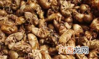 疏散风热、透疹利咽、明目退、祛风止痉的功效 蝉衣的功效与作用