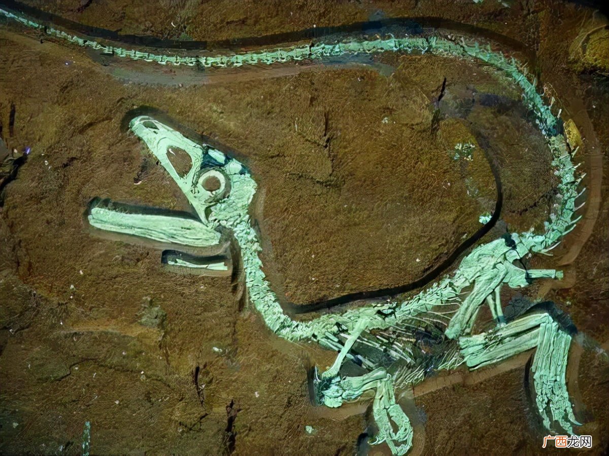 什么样的生物才能变成化石 化石是怎么形成的简介