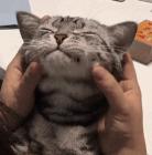 其实在表达这些事 小猫咕噜咕噜的声音是怎么回事