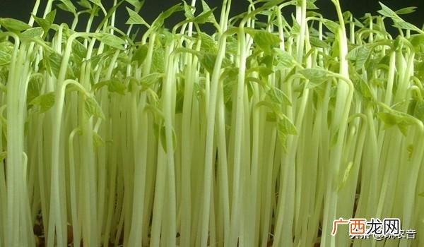 种植芽苗菜必须掌握的3个步骤 芽苗菜的种植方法
