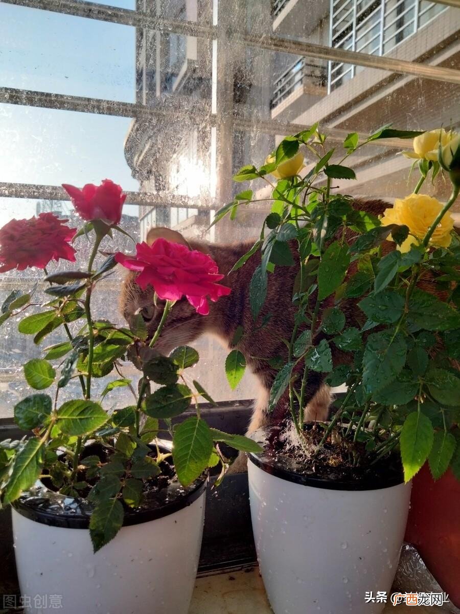 用复合肥给花施肥的作用 复合肥可以兑水浇花吗