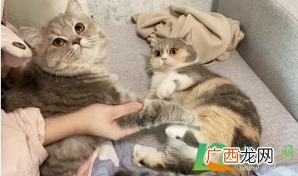 幼猫每天都有一点点眼屎正常吗 幼猫每天都有眼屎正常吗