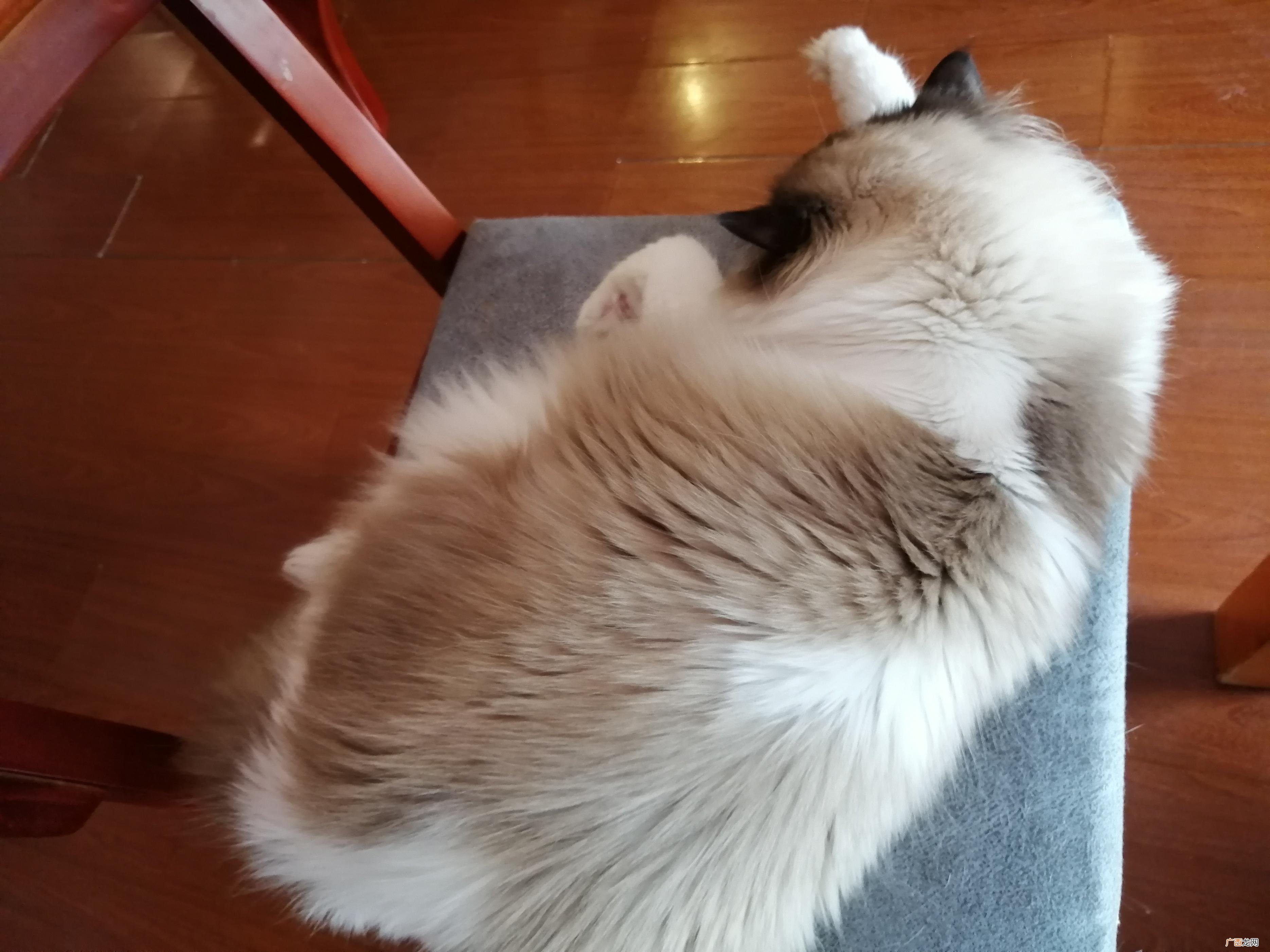 你知道你的小猫咪为什么不爱喝水吗 猫咪不爱喝水怎么办