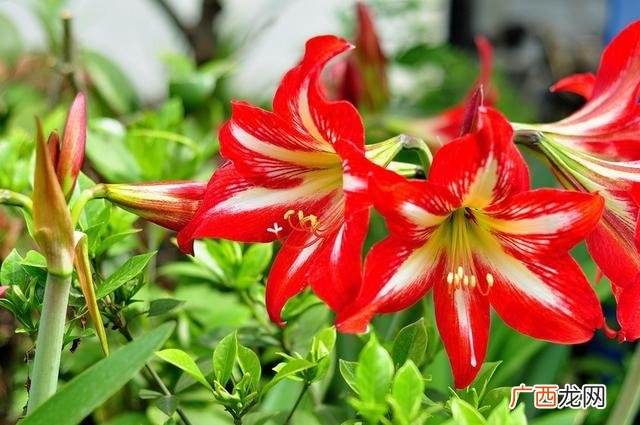 对红花的养殖方法及管理养护要点 对红花怎么养才开花