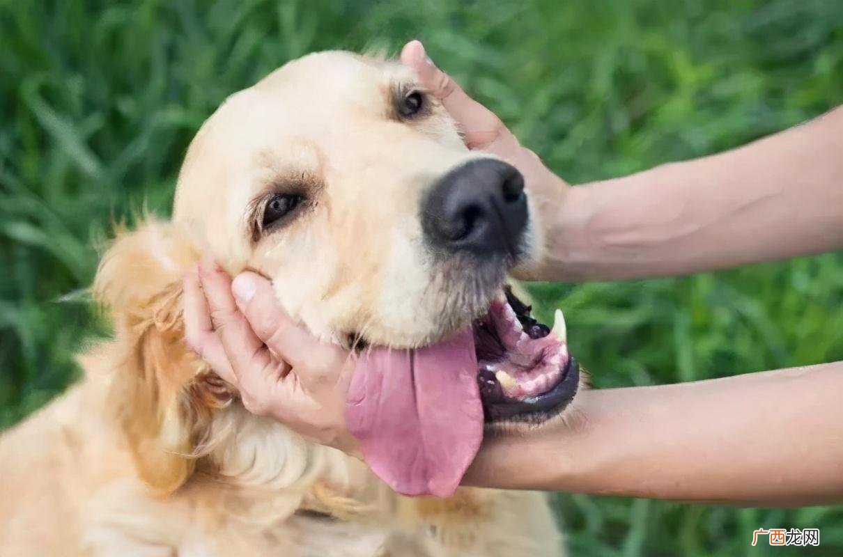 幼犬一摸就张嘴想咬人 怎样看出幼犬认主人了