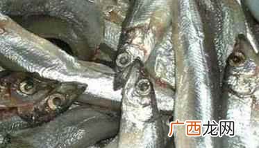 多春鱼的产地 多春鱼如何养殖
