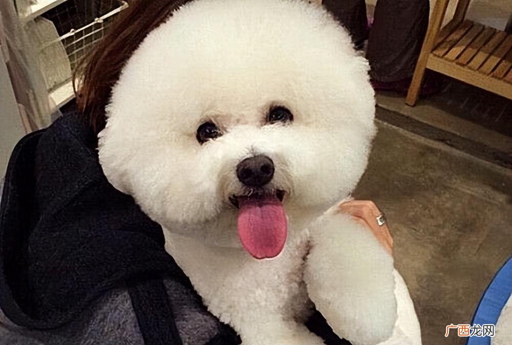 比熊不能吃什么东西 比熊犬饮食禁忌