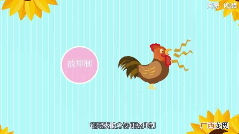 鸡的大脑里有个“松果体” 为什么鸡会打鸣