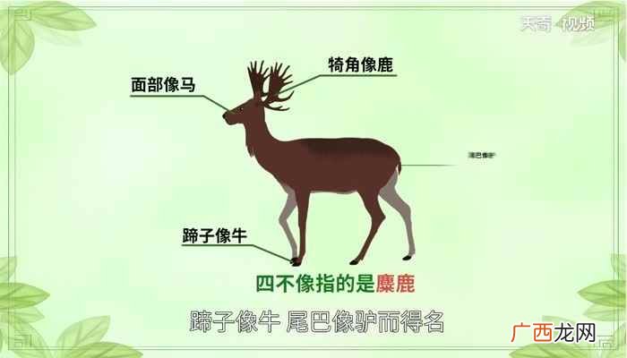 四不像是什么动物四不像神兽的来历