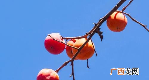 柿子怎么催熟最简单的方法 柿子怎么催熟最简单的方法好看又不涩苦
