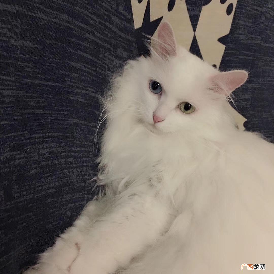 蓝眼白猫的特点介绍 蓝眼睛白猫咪是什么品种