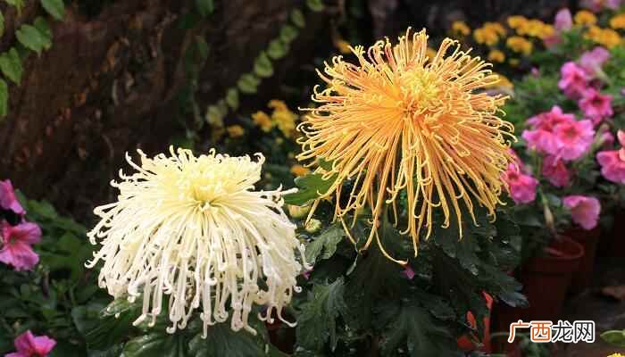 中国人有重阳节赏菊和饮菊花酒的习俗 菊花的品种