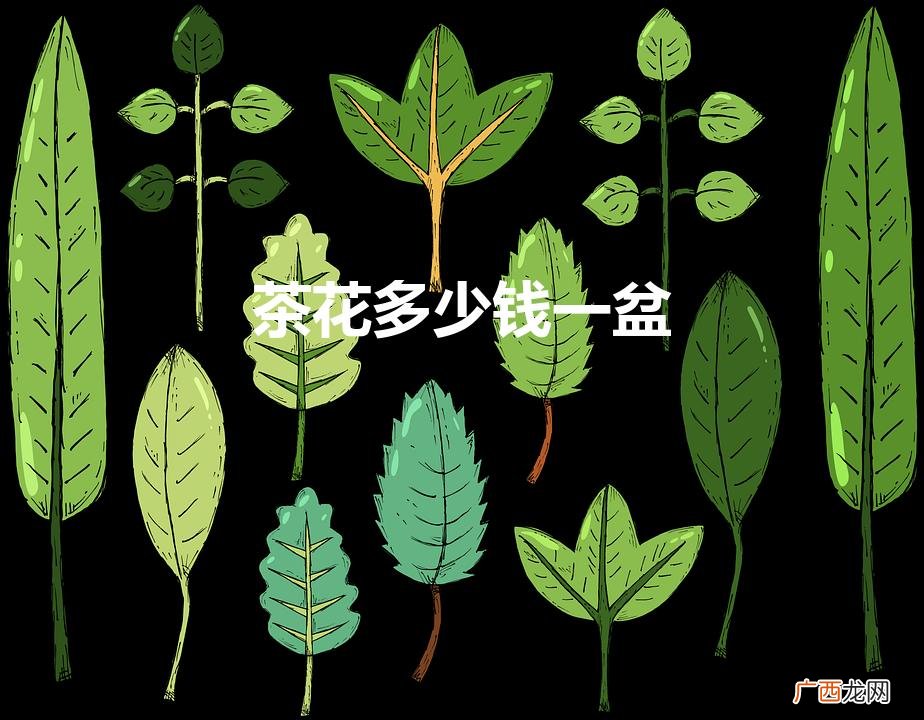 茶花的品种都有哪些价格都怎么样呢 茶花多少钱一盆