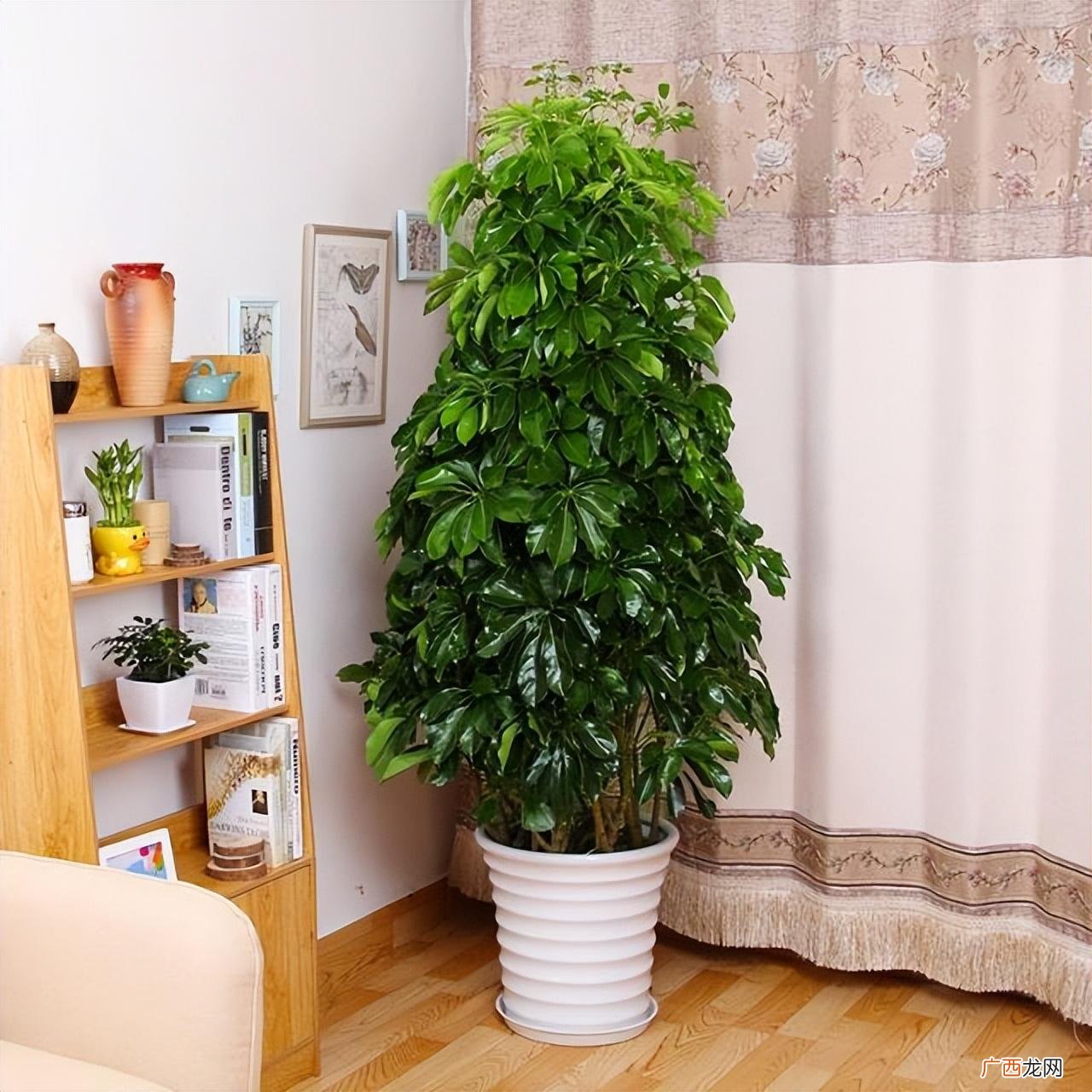 5种有毒的花摆在家里，花旺人不旺 家里养的花什么花有毒