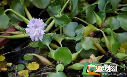 家养水葫芦怎么养殖 家养水葫芦怎么养