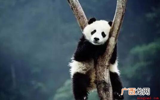 自挂东南枝出自汉乐府诗 自挂东南枝是什么意思