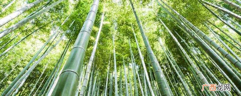 描写竹子品质的句子 北风吹过竹林发出什么声音
