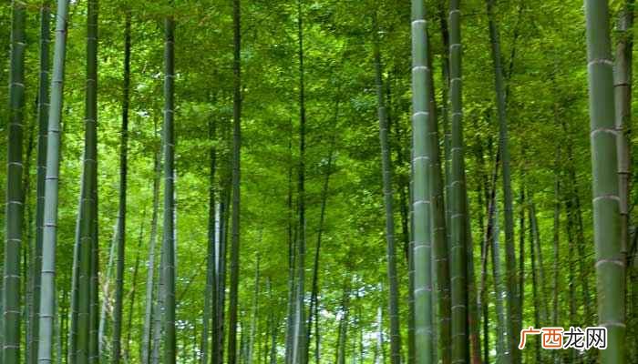 描写竹子品质的句子 北风吹过竹林发出什么声音