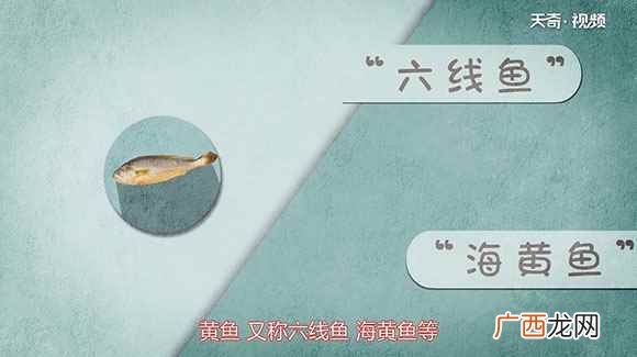 黄鱼的功效与作用及禁忌 黄鱼的功效与作用