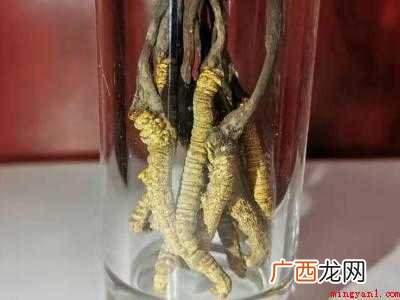 干虫草怎么储存才不会坏