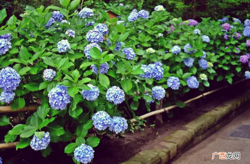 绣球花怎么改变花的颜色 怎么让绣球花变色快更好看