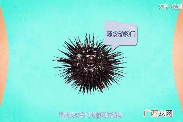 海胆的营养价值及好处 海胆的营养价值
