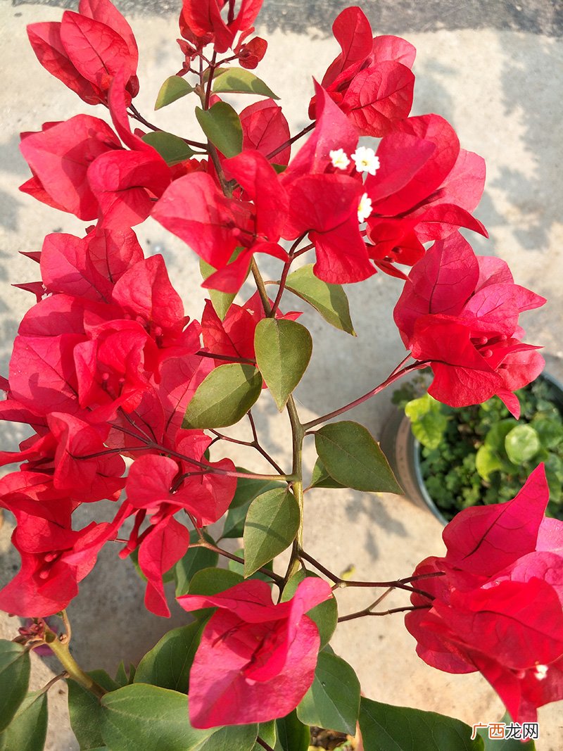 三角梅掉花怎么办? 三角梅掉花的解决办法