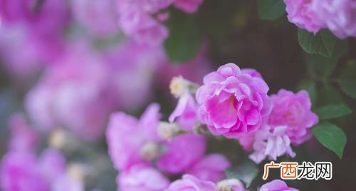 蔷薇是藤本月季吗 蔷薇藤本月季怎么区分