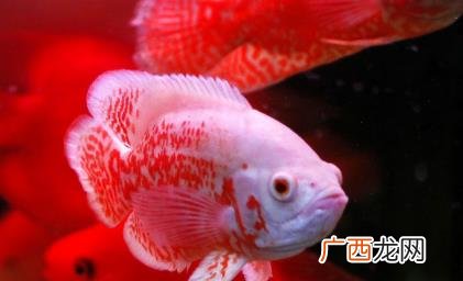 鱼烂尾巴用什么药最合适 家里养的鱼烂尾巴怎么办