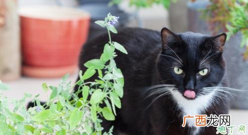 薄荷和猫薄荷的味道一样吗 猫薄荷和薄荷如何区分