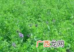 常见牧草的营养价值 常见牧草有哪些