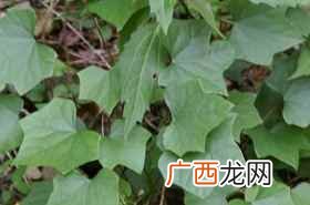 羊角藤、大花藤、须药藤。 生藤