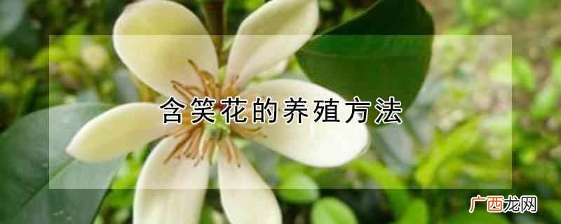 含笑花的养殖方法可以扦插吗 含笑花的养殖方法