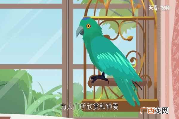 鹦鹉吃什么鹦鹉吃的食物是什么