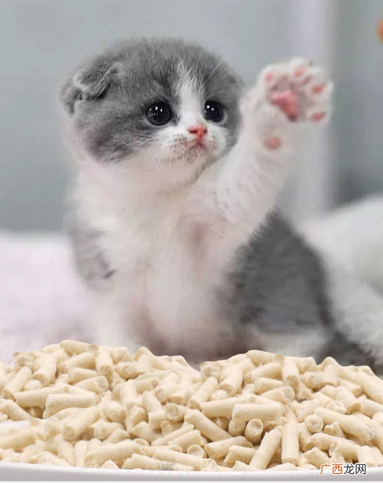 不一定哦，可能还要主人教 猫咪天生会用猫砂吗