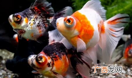 金鱼多长时间换一次 金鱼多长时间换一次水